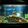30 gallons freshwater fish tank (mostly fish and non-living decorations) - My first african cichlid tank! 30 gallon regular, african cichlid tank. Mixed african cichlids, clown loaches. Sorry its a little out of focus.