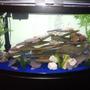 72 gallons freshwater fish tank (mostly fish and non-living decorations) - 72 gallon bow front tank