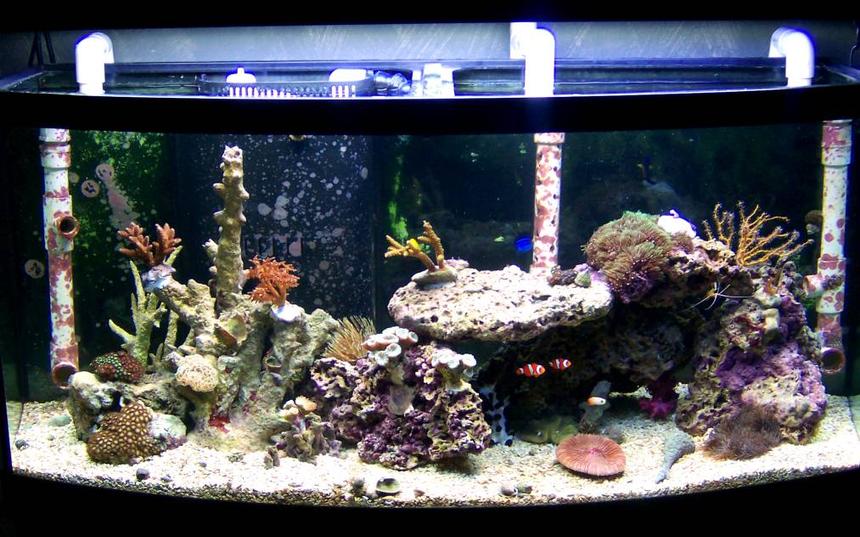 Rated #79: 72 Gallons Reef Tank - The Tank at 190 days from initial set up.