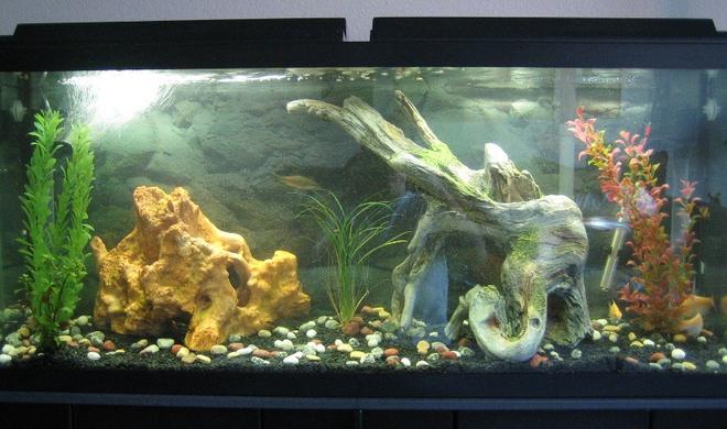 55 gallons freshwater fish tank (mostly fish and non-living decorations) - 55 Gallon Semi-Agressive Tank