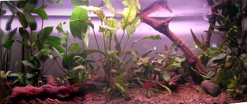 Rated #1574: 14 Gallons Planted Tank - This is my kind of amazon-style tank. The wood is from grapewine and it has been kept in fish tanks for 15 years!