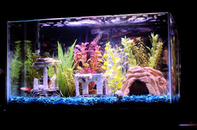 10 gallons freshwater fish tank (mostly fish and non-living decorations) - My first fish tank is a 10 gallon community tank.  It has 3 guppies, a platy, 3 blood fin tetras, 2 mollies 3 cory catfish, 1 albino cory catfish, 1 red tail shark and a snail.