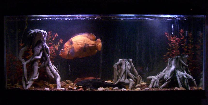 Rated #2050: 55 Gallons Freshwater Fish Tank - 55 gallon tank - the streaks in the background are bubbles