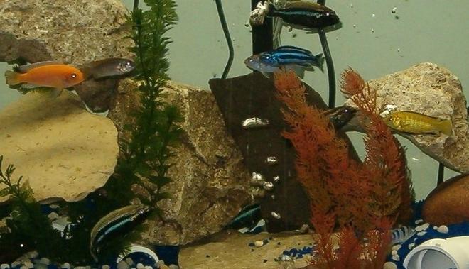 55 gallons freshwater fish tank (mostly fish and non-living decorations) - 55