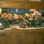 75 gallons reef tank (mostly live coral and fish) - 75 gal reef