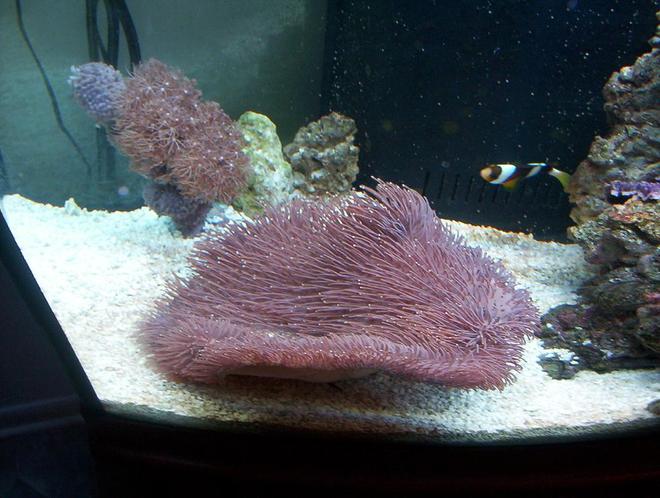 corals inverts - sarcophyton sp. - long polyp leather stocking in 72 gallons tank - the leather