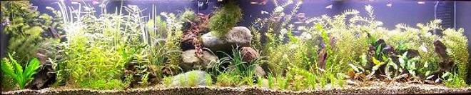 planted tank (mostly live plants and fish) - tank
