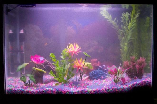 30 gallons freshwater fish tank (mostly fish and non-living decorations) - 30 GALLON TANK WITH ACUACLEAR 70 FILTER, 100 W HEATER. AT THE CYCLING STAGE RIGHT NOW. WILL PUT TROPICAL FISH IN SOON,