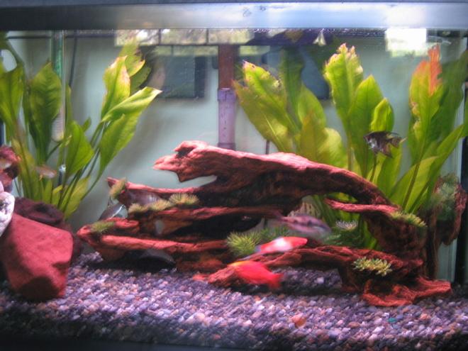 30 gallons freshwater fish tank (mostly fish and non-living decorations) - Its a 30 gallon cammuntiy but still not complete with lots of smallr size fish.