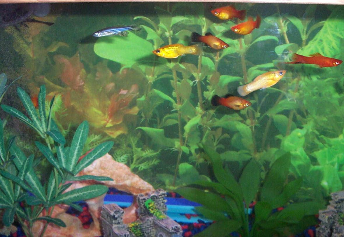 30 gallons freshwater fish tank (mostly fish and non-living decorations) - Community of primarily live-bearers