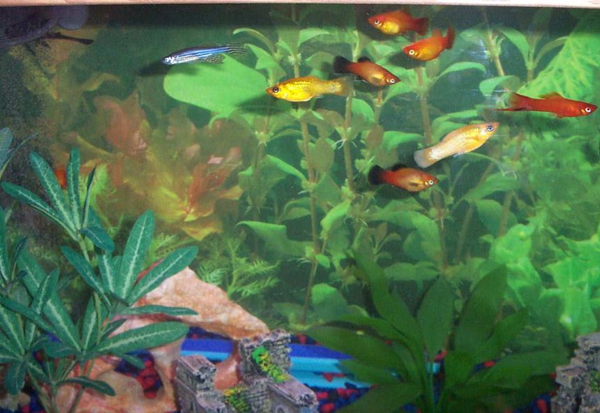 Rated #3699: 30 Gallons Freshwater Fish Tank - Community of primarily live-bearers