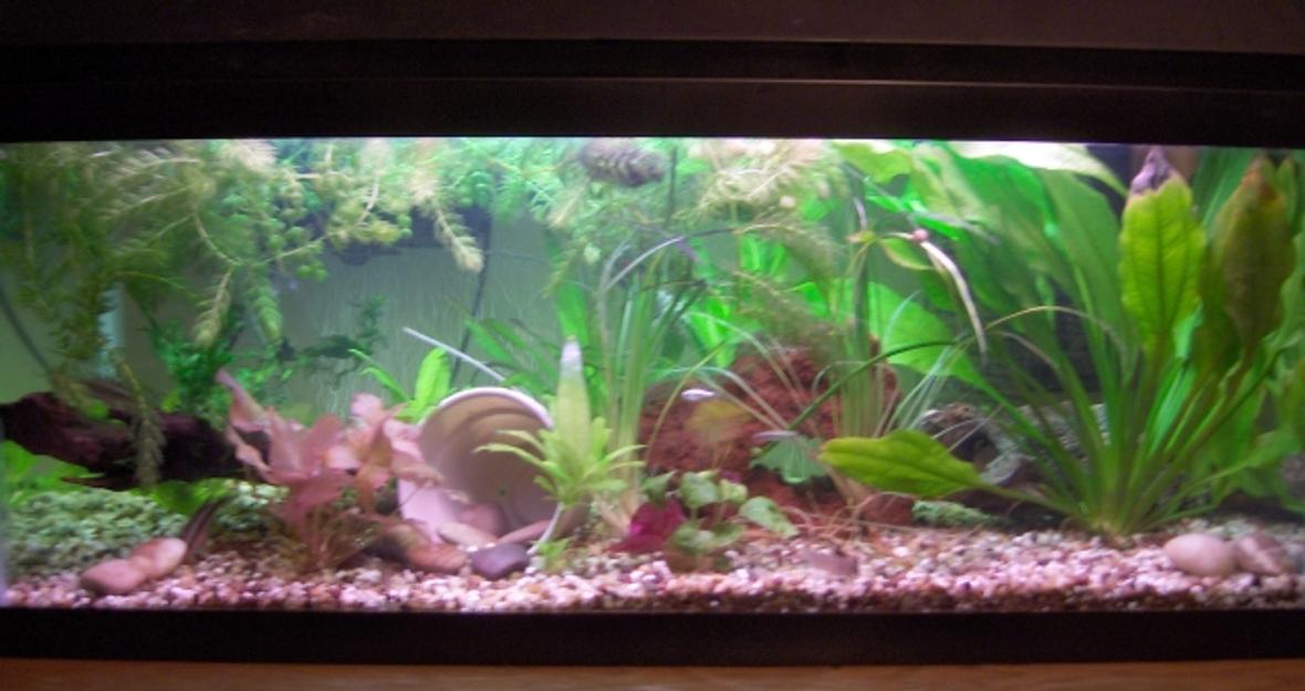 20 gallons planted tank (mostly live plants and fish) - Hagen CO2 Injection Aqua Clear 300 Filtration Gravel and Specialized Plant Substrate Various Fish