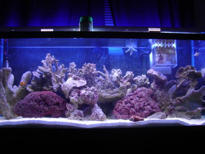 90 gallons reef tank (mostly live coral and fish) - k