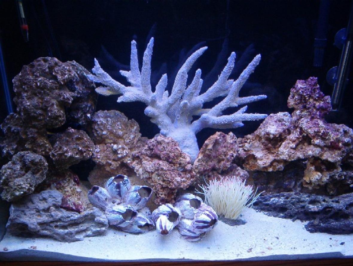 33 gallons reef tank (mostly live coral and fish) - This is day 5