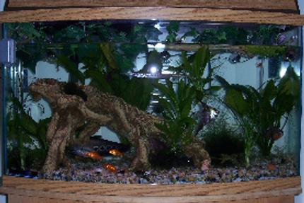 46 gallons planted tank (mostly live plants and fish) - You can Barely see all the inhabitance of the tank but its an overall picture of the tank. I routinely change every thing around so you will see other layouts.