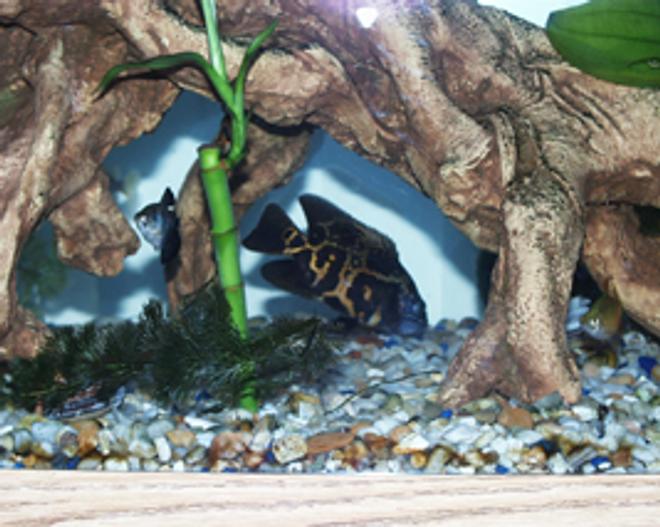 freshwater fish - astronotus ocellatus - zebra oscar stocking in 46 gallons tank - Here is an Oscar, which lasted in my tank for about 4 Months. I had to trade him in because as he grew the more agressive it became. It finally bit my Snow Flake Eel which was the last straw.