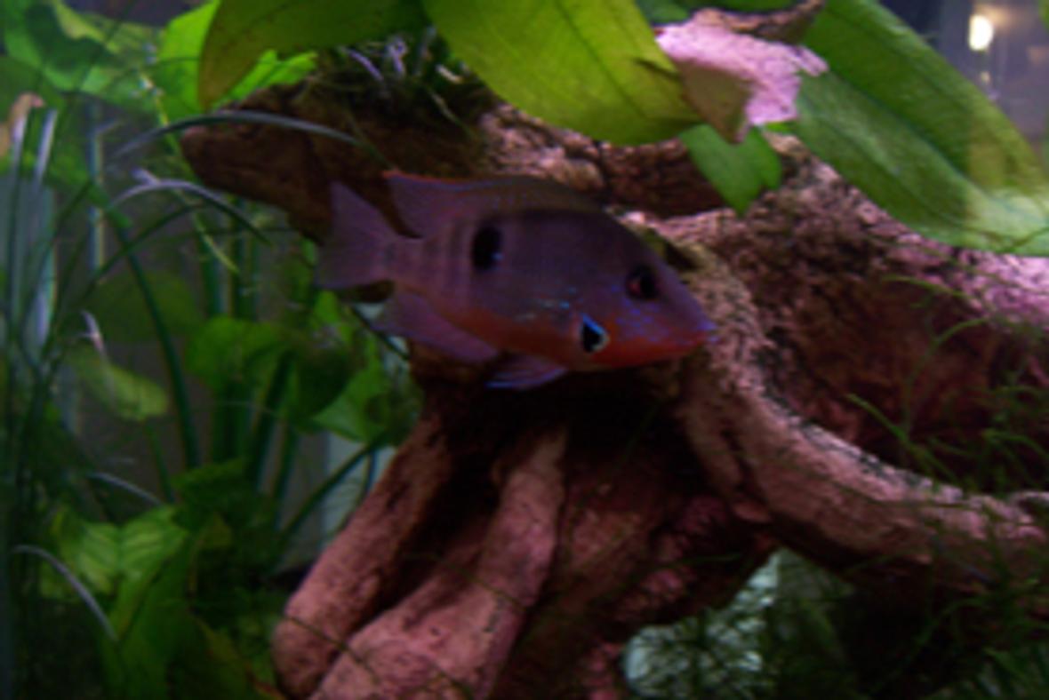 freshwater fish - thorichthys meeki - firemouth cichlid stocking in 46 gallons tank - Here is the Fire Mouth which will be in exile very soon, Way to agressive with the other fish including those which are 3 or 4 times bigger than him. One interesting note is that he protects the Feeder Gold fish form the predator fish.
