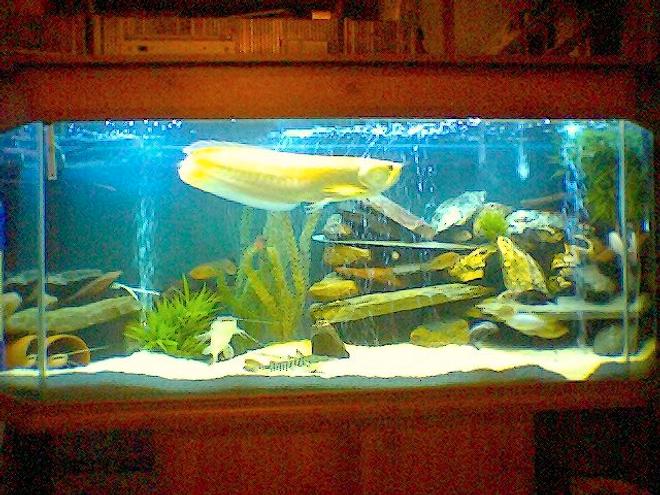 120 gallons freshwater fish tank (mostly fish and non-living decorations) - :o)