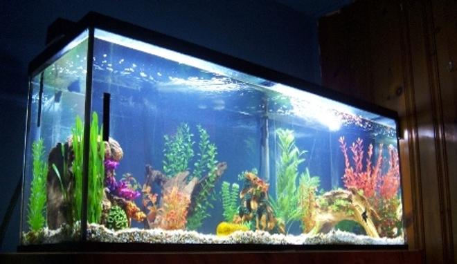 120 gallons freshwater fish tank (mostly fish and non-living decorations) - 120 gal of aqua therapy