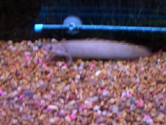 freshwater fish - polypterus senegalus - cuvier bichir stocking in 55 gallons tank - eel