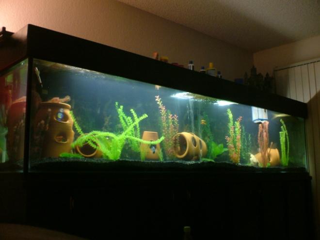 360 gallons freshwater fish tank (mostly fish and non-living decorations) - My 360 Gallon freshwater all glass  aqaurium.
FISH: 2 Oscars, 3 Texas Cichlids, 1 Electric Blue Jack Dempsy, 2 Sevrums,3 plecos, 2 eclipse catfish, 2 koi, 1 green sunfish, & about 1000 baby Texas about every couple months or so
filter:Jacuzzi 16" Sand Filter System w/ 1hp pump(1600gph), 2 fluval 404's & 10' undergravel filter w/ 3 1200gph power heads.