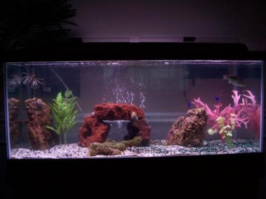 Rated #396: 75 Gallons Saltwater Fish Tank - first tank no help, how did I do?