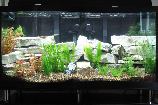 90 gallons freshwater fish tank (mostly fish and non-living decorations) - 90-gal. "S" shaped fresh water aquarium and some fish !