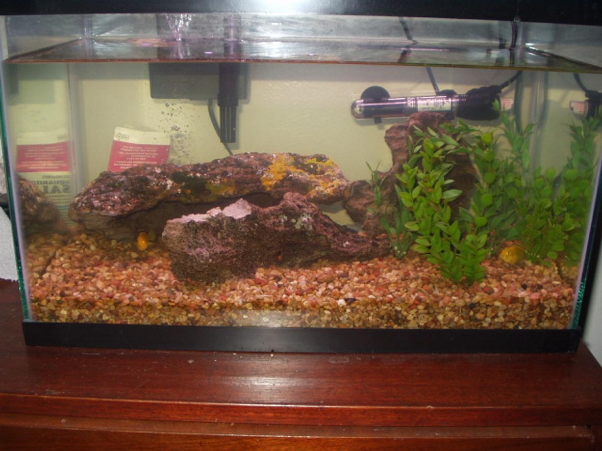 44 gallons freshwater fish tank (mostly fish and non-living decorations) - My 10 gallon cichlid tank with 5 fish. 3 are electric yellows. This tank is stable and fun to keep