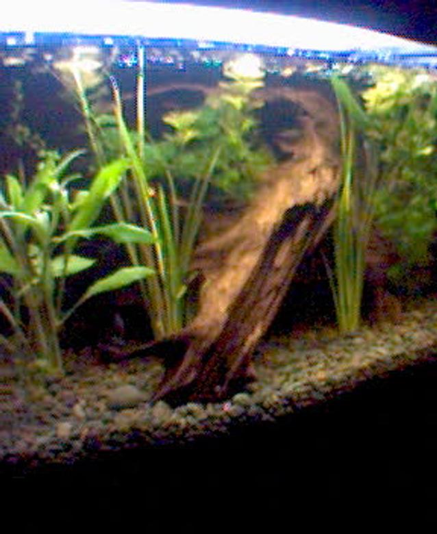 90 gallons planted tank (mostly live plants and fish) - sorry bout the quality, took it off my phone