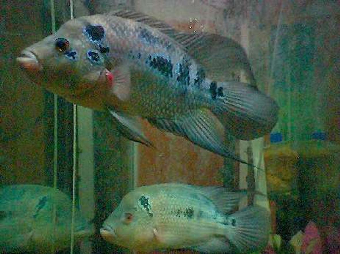 freshwater fish - aequidens rivulatus - green terror stocking in 40 gallons tank - flowerhorn