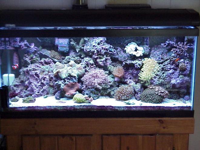 30 gallons reef tank (mostly live coral and fish) - 30 gal mini reef