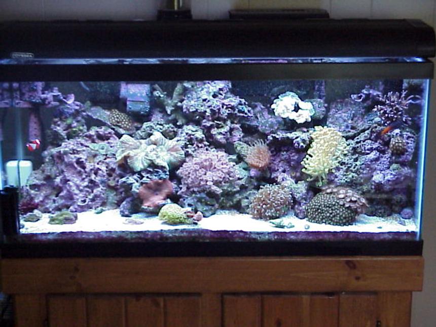 Rated #530: 30 Gallons Reef Tank - 30 gal mini reef