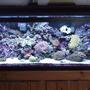 30 gallons reef tank (mostly live coral and fish) - 30 gal mini reef