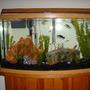 46 gallons freshwater fish tank (mostly fish and non-living decorations) - mmm