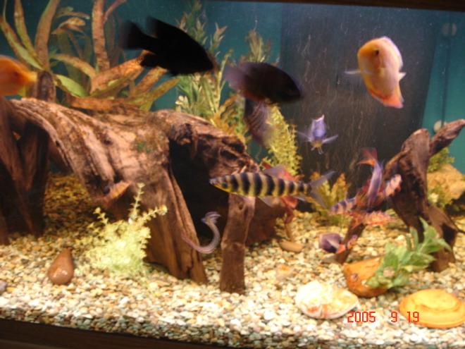 180 gallons freshwater fish tank (mostly fish and non-living decorations) - Some of the many fish.