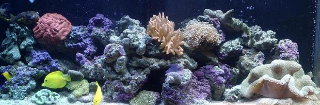 110 gallons reef tank (mostly live coral and fish) - My tank