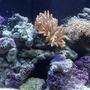 110 gallons reef tank (mostly live coral and fish) - My tank