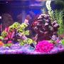 20 gallons freshwater fish tank (mostly fish and non-living decorations) - 20 gal.