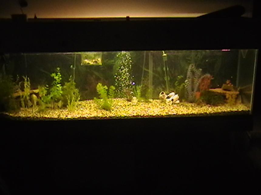 Rated #3442: 100 Gallons Freshwater Fish Tank - this is my tank