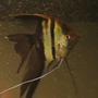 freshwater fish - pterophyllum sp. - koi angel stocking in 100 gallons tank - my fish