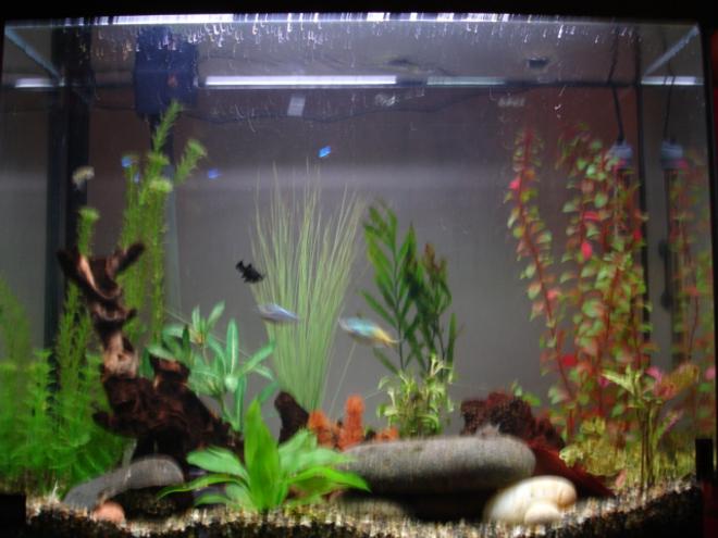 37 gallons freshwater fish tank (mostly fish and non-living decorations) - 2
