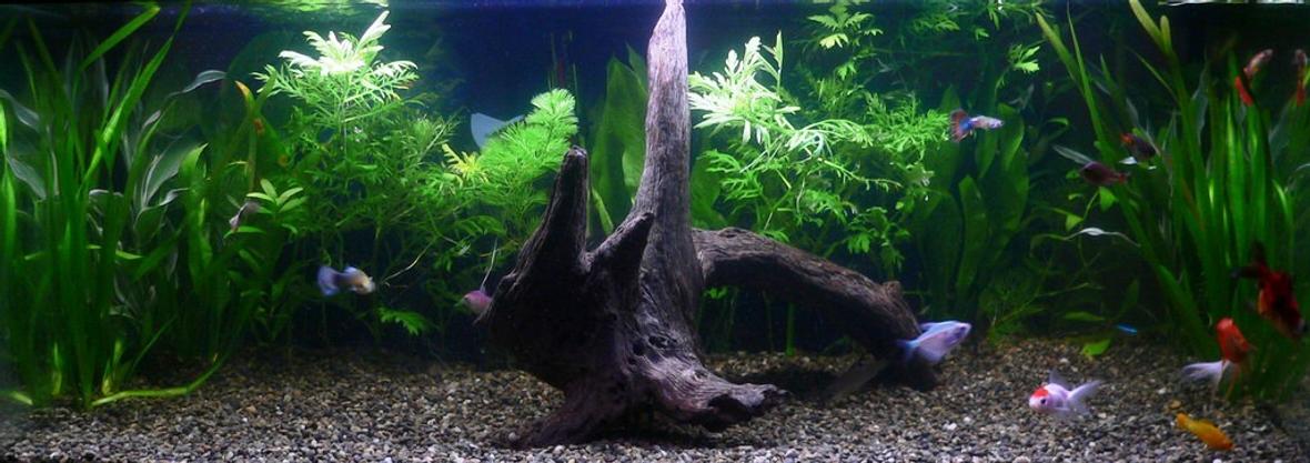 20 gallons freshwater fish tank (mostly fish and non-living decorations) - This is a 20 Gallon. 30"x12"x12" tank. I have a Marineland 150 BioWheel Filter. Marineland 100 Watt heater w/Coral Life dual tube fluorescent hood. Fish: 1 Clown Loach, 2 Rainbow Fish, 1 Neon Tetras, 1 Bala Shark, 1 24k Molly, 1 Black Molly, 4 Guppies, 2 Painted Skirt Tetras, 3 Goldfish, 1 Platy