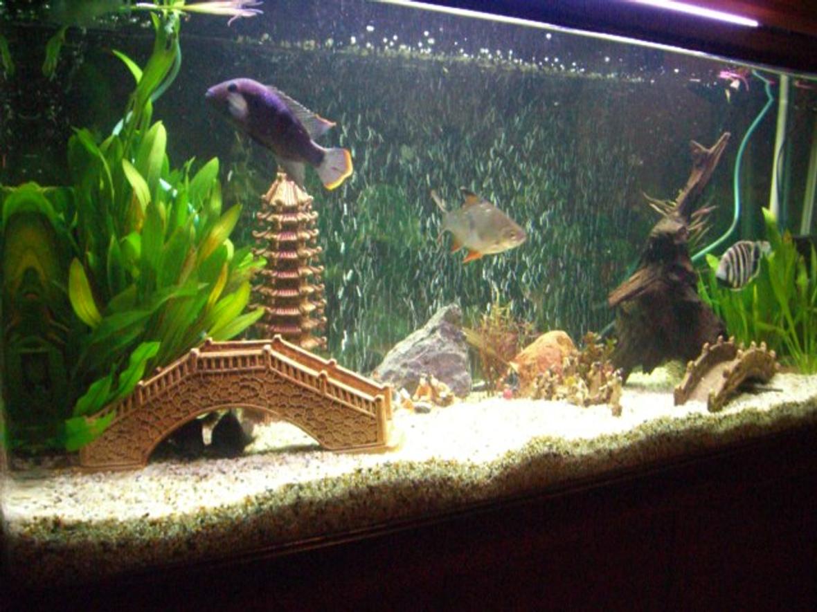 54 gallons freshwater fish tank (mostly fish and non-living decorations) - little tank in big china!!!!!!!!!