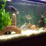 54 gallons freshwater fish tank (mostly fish and non-living decorations) - little tank in big china!!!!!!!!!