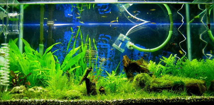 Rated #1332: 50 Gallons Planted Tank - I was about to redo this tank. So I didn't bother to remove the pipes and some other cables while taking pics.