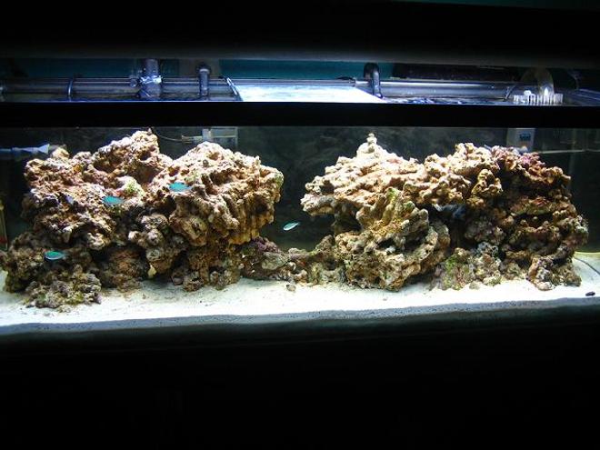 50 gallons reef tank (mostly live coral and fish) - 60 gallon setup