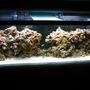 50 gallons reef tank (mostly live coral and fish) - 60 gallon setup