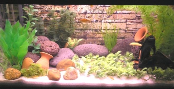 15 gallons freshwater fish tank (mostly fish and non-living decorations) - freshwater 15 gal tank