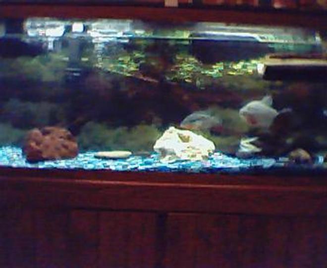 70 gallons freshwater fish tank (mostly fish and non-living decorations) - here's my tank