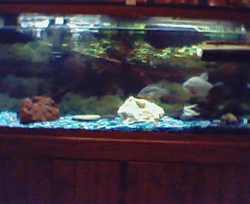 Rated #3930: 70 Gallons Freshwater Fish Tank - here's my tank